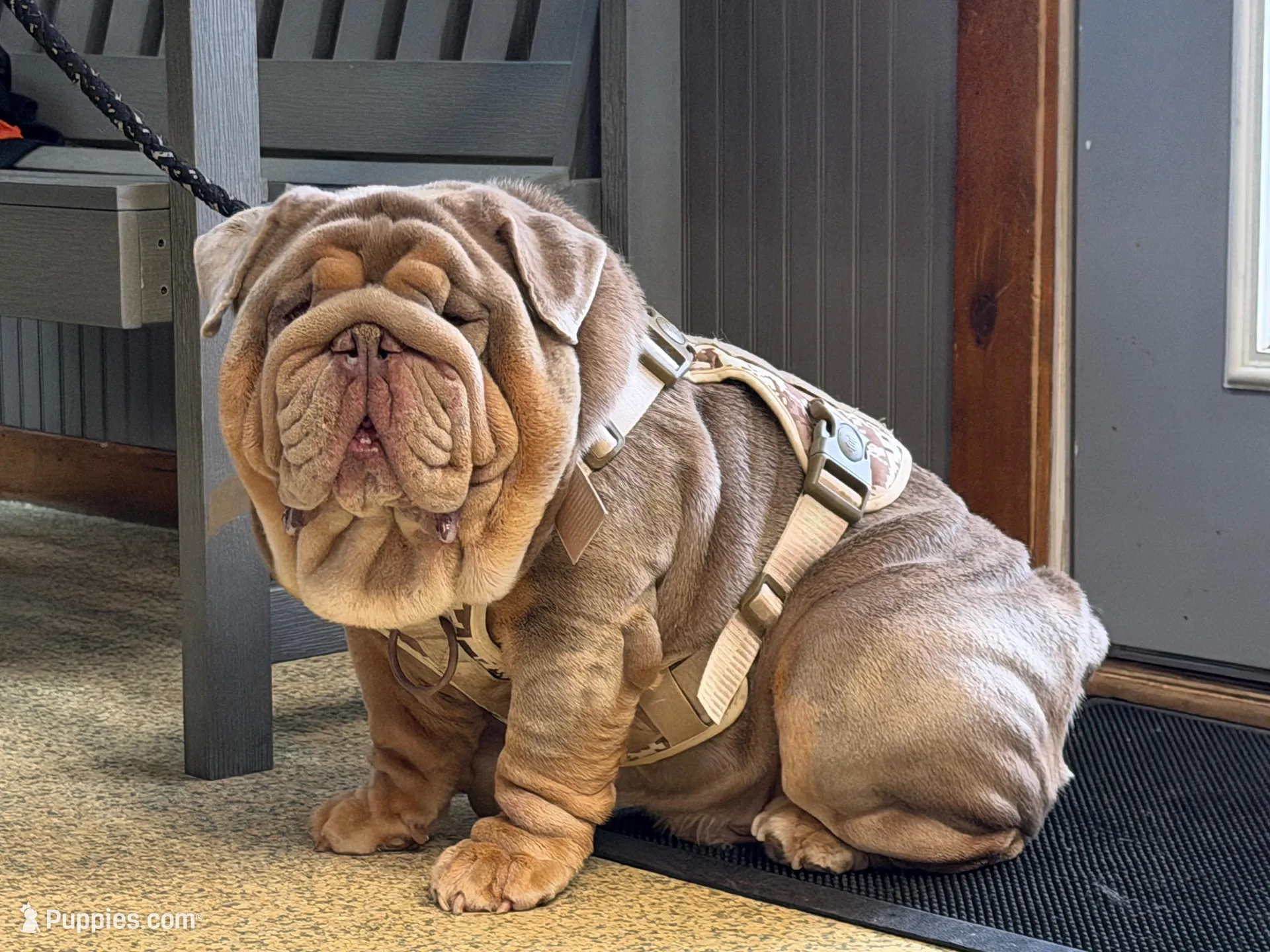 Bitty, a female English Bulldog for sale in Conyers, GA – Photo 4 of 4
