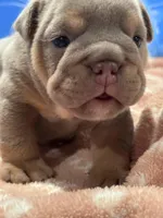Pretty girl, a female English Bulldog for sale in Conyers, GA – 4 of 4