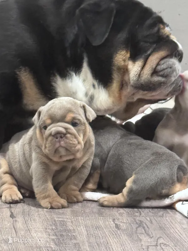 Pretty girl – English Bulldog puppy for sale in Conyers, GA