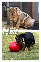 Pretty girl, a female English Bulldog for sale in Conyers, GA – 3 of 4