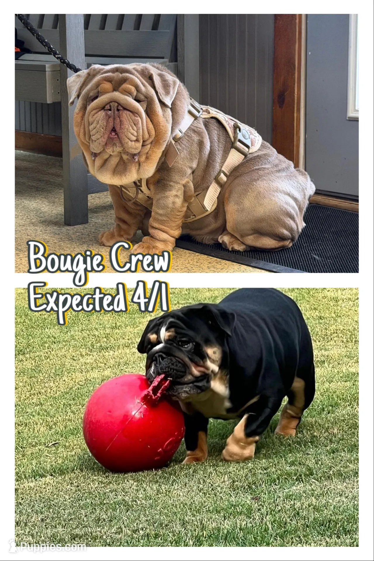 Bitty, a female English Bulldog for sale in Conyers, GA – Photo 2 of 4