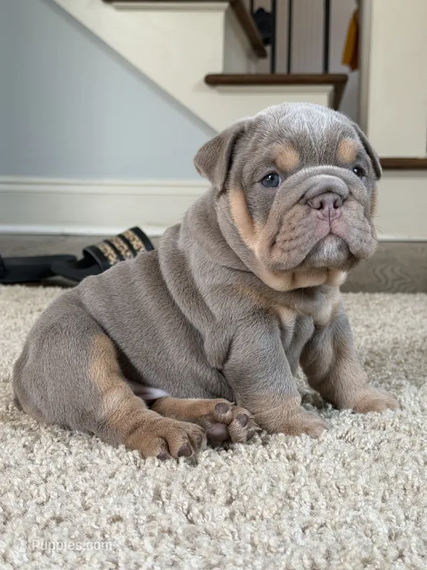 Pretty girl – English Bulldog puppy for sale in Conyers, GA