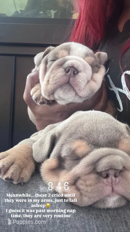 Ash – English Bulldog puppy for sale in Conyers, GA