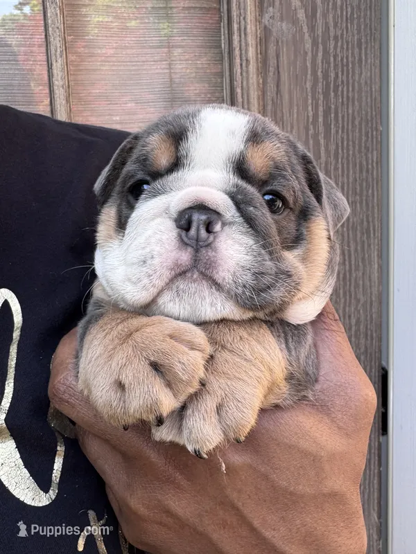 Bitty – English Bulldog puppy for sale in Conyers, GA