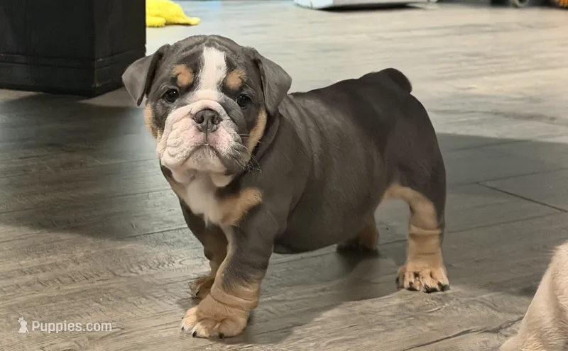 Bitty – English Bulldog puppy for sale in Conyers, GA