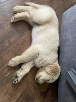 Poppy, a female Golden Retriever for sale in Schuylerville, NY – 6 of 8