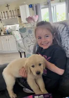 Poppy, a female Golden Retriever for sale in Schuylerville, NY – 4 of 8
