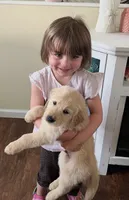Poppy, a female Golden Retriever for sale in Schuylerville, NY – 3 of 8