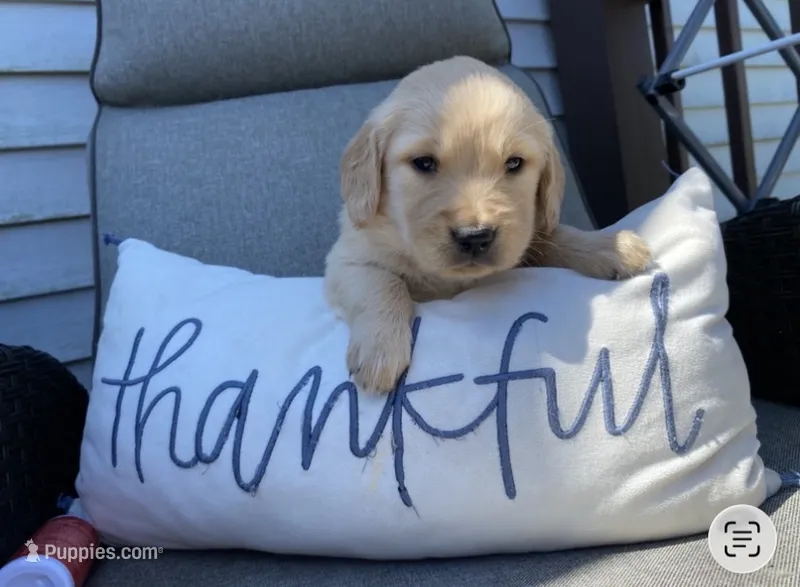 Poppy – Golden Retriever puppy for sale in Schuylerville, NY