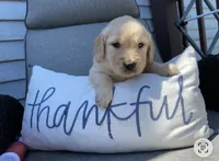 Poppy, a female Golden Retriever for sale in Schuylerville, NY – 1 of 8