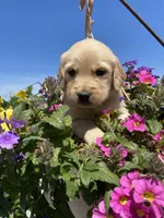Poppy, a female Golden Retriever for sale in Schuylerville, NY – 7 of 8