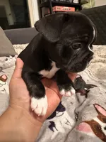 Princess Leia, a female French Bulldog for sale in Rockville, MD – 3 of 4