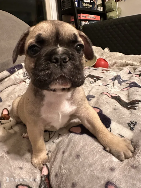 Amy – French Bulldog puppy for sale in Rockville, MD