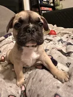 Amy, a female French Bulldog for sale in Rockville, MD – 1 of 5