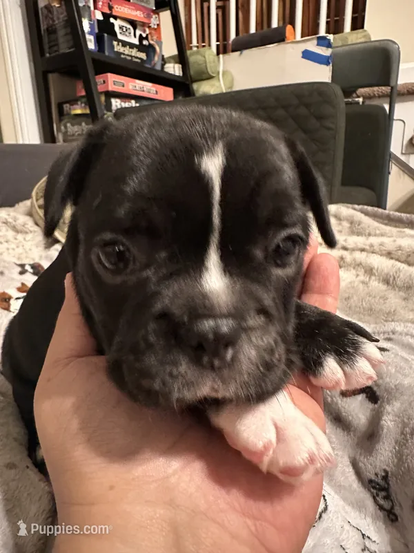 Princess Leia – French Bulldog puppy for sale in Rockville, MD