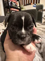 Princess Leia, a female French Bulldog for sale in Rockville, MD – 1 of 4