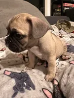 Amy, a female French Bulldog for sale in Rockville, MD – 5 of 5