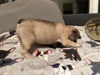 Amy, a female French Bulldog for sale in Rockville, MD – 4 of 5