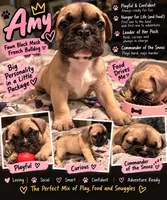 Amy, a female French Bulldog for sale in Rockville, MD – 3 of 5