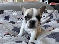 Darth Vator, a male French Bulldog for sale in Rockville, MD – 3 of 4