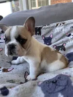 Darth Vator, a male French Bulldog for sale in Rockville, MD – 2 of 4