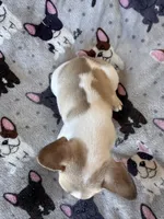 Darth Vator, a male French Bulldog for sale in Rockville, MD – 4 of 4