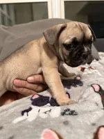 Amy, a female French Bulldog for sale in Rockville, MD – 2 of 5