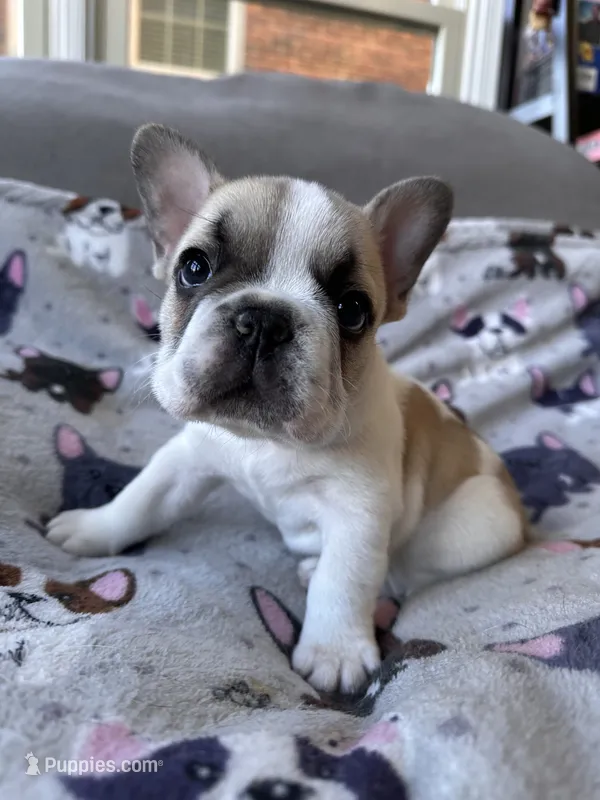 Darth Vator – French Bulldog puppy for sale in Rockville, MD
