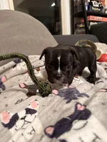 Princess Leia, a female French Bulldog for sale in Rockville, MD – 2 of 4