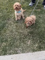 Feather, a male Cavapoo for sale in Burton, MI – Photo 5 of 6