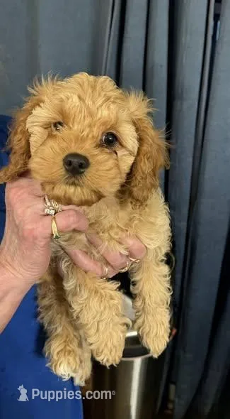 Feather – Cavapoo puppy for sale in Burton, MI