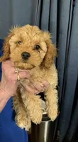 Feather, a male Cavapoo for sale in Burton, MI – Photo 1 of 6
