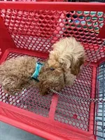 Feather, a male Cavapoo for sale in Burton, MI – Photo 3 of 6