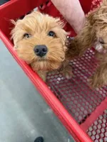 Feather, a male Cavapoo for sale in Burton, MI – Photo 2 of 6