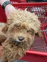 Star, a male Cavapoo for sale in Burton, MI – Photo 5 of 5