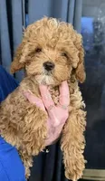 Star, a male Cavapoo for sale in Burton, MI – Photo 1 of 5