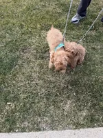 Star, a male Cavapoo for sale in Burton, MI – Photo 3 of 5