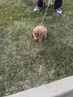 Star, a male Cavapoo for sale in Burton, MI – Photo 2 of 5