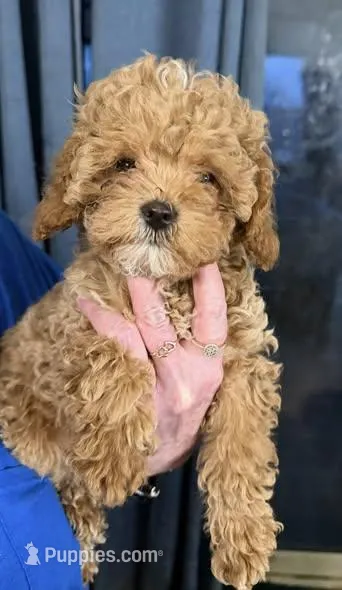 Star – Cavapoo puppy for sale in Macomb, IL