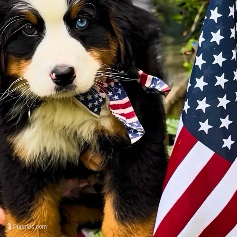 Baby Beau  Bear -  Blue Eyed – Bernese Mountain Dog puppy for sale in New Jersey, NJ
