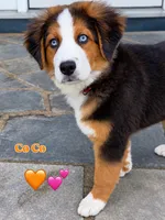 Co Co, a female Australian Shepherd and Bernese Mountain Dog for sale in New Jersey, NJ – 2 of 5