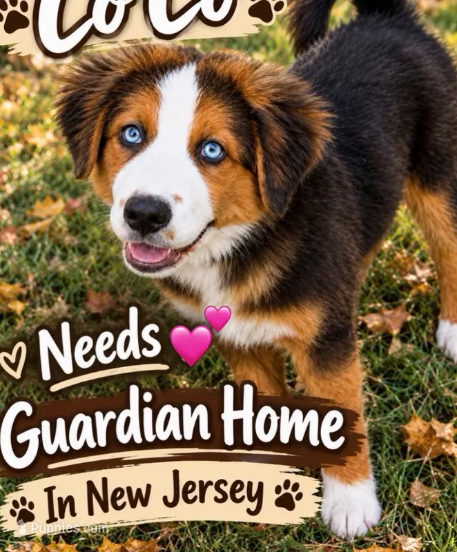 Co Co – Australian Shepherd, Bernese Mountain Dog puppy for sale in New Jersey, NJ