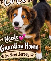 Co Co, a female Australian Shepherd and Bernese Mountain Dog for sale in New Jersey, NJ – 1 of 5
