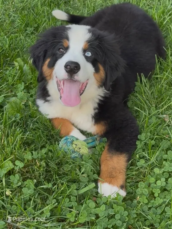 Blue Eyed Bernese – Bernese Mountain Dog puppy for sale in New Jersey, NJ