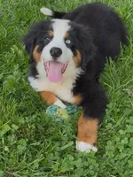 Blue Eyed Bernese, a male Bernese Mountain Dog for sale in New Jersey, NJ – 1 of 4