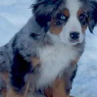 Smokey Bear, a male Australian Shepherd and Bernese Mountain Dog for sale in New Jersey, NJ – Photo 2 of 10