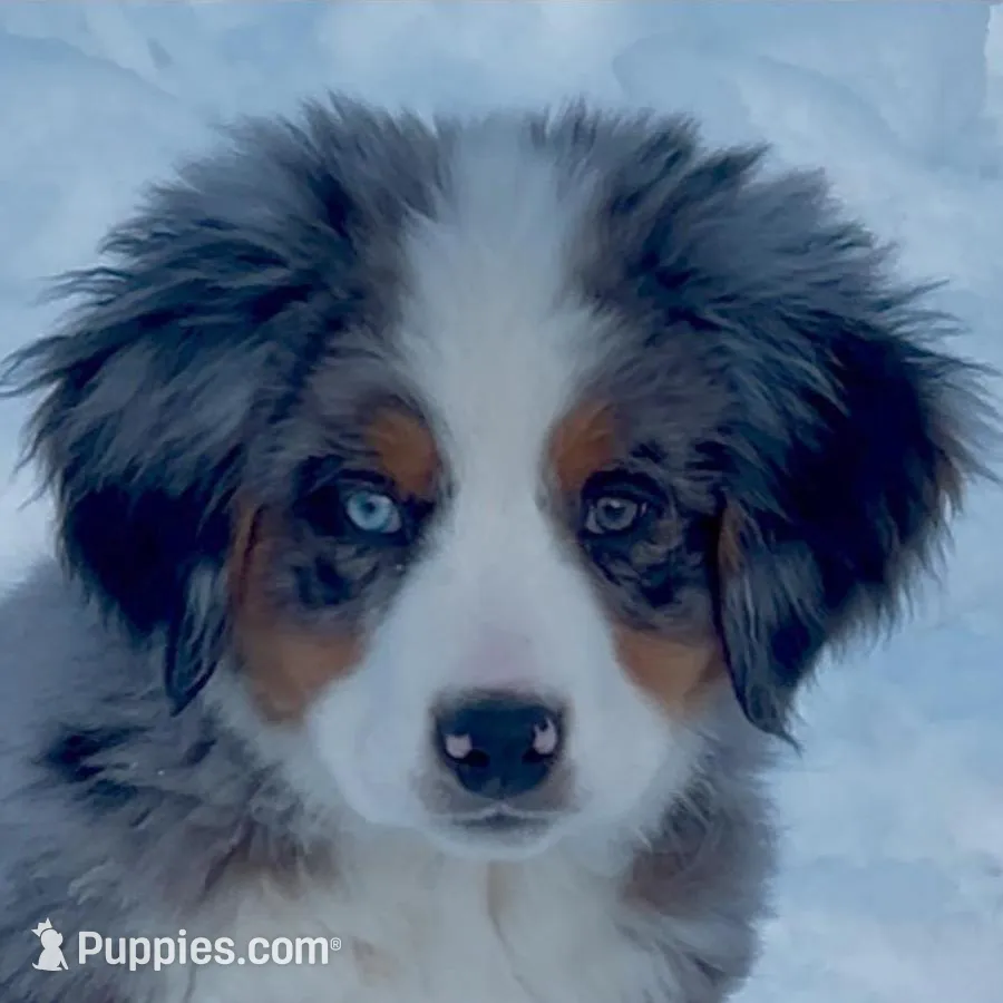 Smokey Bear, a male Australian Shepherd and Bernese Mountain Dog for sale in New Jersey, NJ – Photo 7 of 10