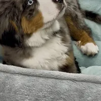 Smokey Bear, a male Australian Shepherd and Bernese Mountain Dog for sale in New Jersey, NJ – Photo 5 of 10