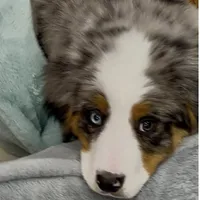 Smokey Bear, a male Australian Shepherd and Bernese Mountain Dog for sale in New Jersey, NJ – Photo 1 of 10