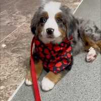 Smokey Bear, a male Australian Shepherd and Bernese Mountain Dog for sale in New Jersey, NJ – Photo 3 of 10